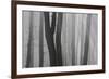 Trunks of Trees in the Forest Bare Our Forests During Autumn, Tuscany, Italy-ClickAlps-Framed Photographic Print