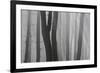 Trunks of Trees in the Forest Bare Our Forests During Autumn, Tuscany, Italy-ClickAlps-Framed Photographic Print