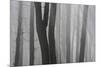 Trunks of Trees in the Forest Bare Our Forests During Autumn, Tuscany, Italy-ClickAlps-Mounted Photographic Print