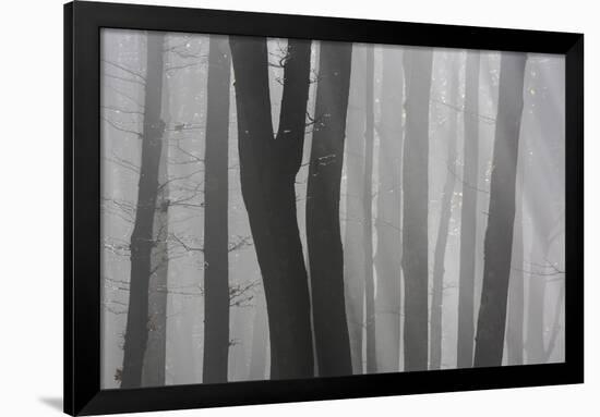 Trunks of Trees in the Forest Bare Our Forests During Autumn, Tuscany, Italy-ClickAlps-Framed Photographic Print