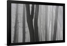 Trunks of Trees in the Forest Bare Our Forests During Autumn, Tuscany, Italy-ClickAlps-Framed Photographic Print