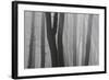 Trunks of Trees in the Forest Bare Our Forests During Autumn, Tuscany, Italy-ClickAlps-Framed Photographic Print