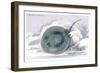 Trygon Garrapa-Robert Hermann Schomburgk-Framed Art Print