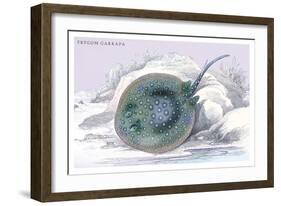 Trygon Garrapa-Robert Hermann Schomburgk-Framed Art Print