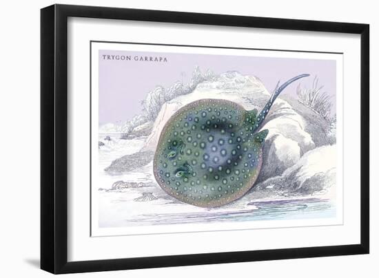 Trygon Garrapa-Robert Hermann Schomburgk-Framed Art Print