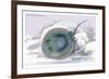 Trygon Garrapa-Robert Hermann Schomburgk-Framed Art Print