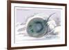 Trygon Garrapa-Robert Hermann Schomburgk-Framed Art Print