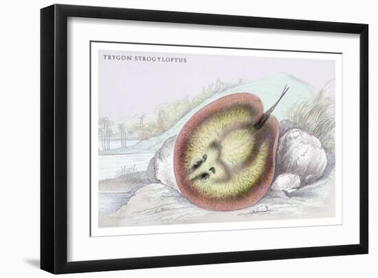 Trygon Strofyloptus-Robert Hermann Schomburgk-Framed Art Print