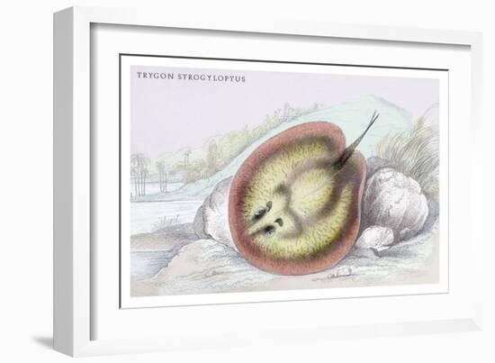 Trygon Strofyloptus-Robert Hermann Schomburgk-Framed Art Print