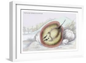 Trygon Strofyloptus-Robert Hermann Schomburgk-Framed Art Print