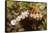 Tryon's Riabecia Nudibranchs Trail Each Other-Hal Beral-Framed Stretched Canvas