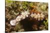Tryon's Riabecia Nudibranchs Trail Each Other-Hal Beral-Stretched Canvas