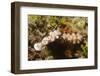 Tryon's Riabecia Nudibranchs Trail Each Other-Hal Beral-Framed Photographic Print