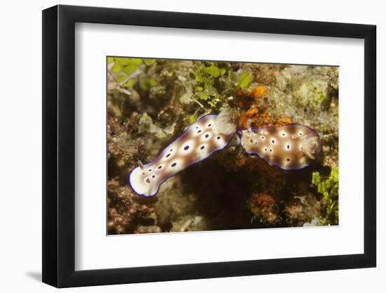 Tryon's Riabecia Nudibranchs Trail Each Other-Hal Beral-Framed Photographic Print