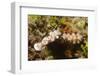 Tryon's Riabecia Nudibranchs Trail Each Other-Hal Beral-Framed Photographic Print