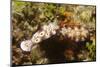 Tryon's Riabecia Nudibranchs Trail Each Other-Hal Beral-Mounted Photographic Print