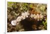 Tryon's Riabecia Nudibranchs Trail Each Other-Hal Beral-Framed Photographic Print