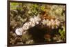 Tryon's Riabecia Nudibranchs Trail Each Other-Hal Beral-Framed Photographic Print