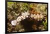 Tryon's Riabecia Nudibranchs Trail Each Other-Hal Beral-Framed Photographic Print