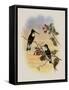 Tschudi's Inca, Bourcieria Insectivora-John Gould-Framed Stretched Canvas