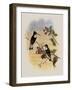 Tschudi's Inca, Bourcieria Insectivora-John Gould-Framed Giclee Print