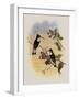 Tschudi's Inca, Bourcieria Insectivora-John Gould-Framed Giclee Print