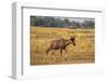 Tsessebe (Damaliscus lunatus), Okavango Delta, Botswana, Africa-Sergio Pitamitz-Framed Photographic Print