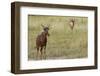 Tsessebe-Michele Westmorland-Framed Photographic Print