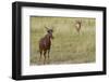 Tsessebe-Michele Westmorland-Framed Photographic Print