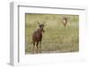 Tsessebe-Michele Westmorland-Framed Photographic Print