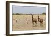 Tsessebes-Michele Westmorland-Framed Photographic Print