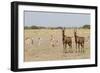 Tsessebes-Michele Westmorland-Framed Photographic Print