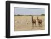 Tsessebes-Michele Westmorland-Framed Photographic Print