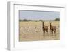 Tsessebes-Michele Westmorland-Framed Photographic Print