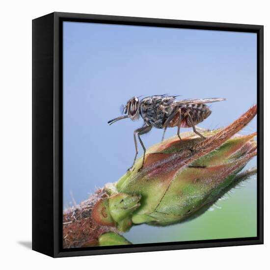 Tsetse Fly (Glossina Morsitans) Resting After Feeding, From Africa-Kim Taylor-Framed Stretched Canvas