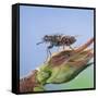 Tsetse Fly (Glossina Morsitans) Resting After Feeding, From Africa-Kim Taylor-Framed Stretched Canvas