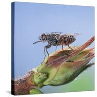 Tsetse Fly (Glossina Morsitans) Resting After Feeding, From Africa-Kim Taylor-Stretched Canvas