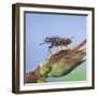 Tsetse Fly (Glossina Morsitans) Resting After Feeding, From Africa-Kim Taylor-Framed Photographic Print