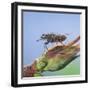 Tsetse Fly (Glossina Morsitans) Resting After Feeding, From Africa-Kim Taylor-Framed Photographic Print