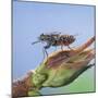 Tsetse Fly (Glossina Morsitans) Resting After Feeding, From Africa-Kim Taylor-Mounted Photographic Print