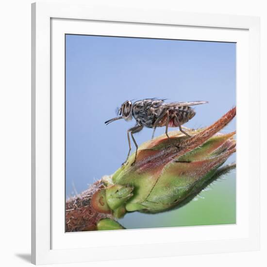 Tsetse Fly (Glossina Morsitans) Resting After Feeding, From Africa-Kim Taylor-Framed Photographic Print