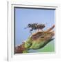 Tsetse Fly (Glossina Morsitans) Resting After Feeding, From Africa-Kim Taylor-Framed Photographic Print