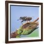 Tsetse Fly (Glossina Morsitans) Resting After Feeding, From Africa-Kim Taylor-Framed Photographic Print