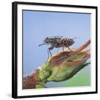 Tsetse Fly (Glossina Morsitans) Resting After Feeding, From Africa-Kim Taylor-Framed Photographic Print