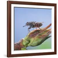 Tsetse Fly (Glossina Morsitans) Resting After Feeding, From Africa-Kim Taylor-Framed Photographic Print