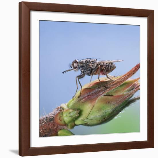 Tsetse Fly (Glossina Morsitans) Resting After Feeding, From Africa-Kim Taylor-Framed Photographic Print