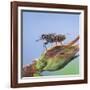 Tsetse Fly (Glossina Morsitans) Resting After Feeding, From Africa-Kim Taylor-Framed Photographic Print