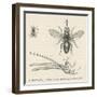 Tsetse Fly-null-Framed Art Print