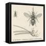 Tsetse Fly-null-Framed Stretched Canvas