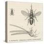 Tsetse Fly-null-Stretched Canvas